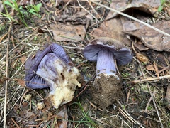 Cortinarius subolivascens