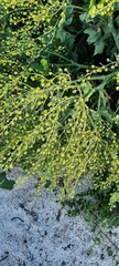 Crambe maritima