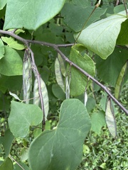 Cercis canadensis