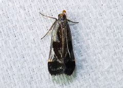 Dichomeris ochripalpella