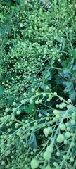 Crambe maritima