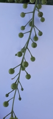 Crambe maritima