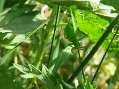 Micrommata virescens