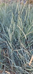 Leymus