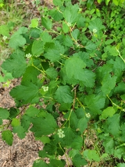 Physocarpus malvaceus