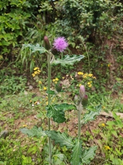 Cirsium japonicum