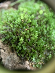 Fissidens bushii