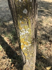 Fungi