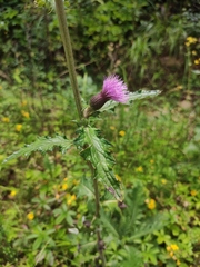 Cirsium japonicum