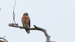 Buteo lineatus