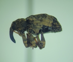Conotrachelus seniculus