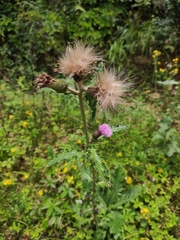 Cirsium japonicum