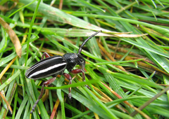 Dorcadion scabricolle