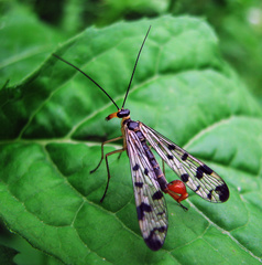 Panorpa similis