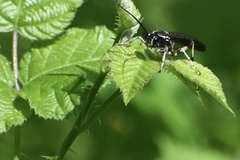 Ichneumon deliratorius