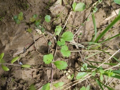 Mazus miquelii