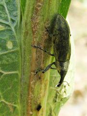Lixus scolopax