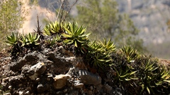 Agave univittata