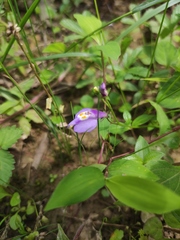 Mazus miquelii