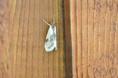 Cliniodes ostreonalis