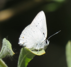 Satyrium sylvinus dryope
