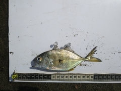 Caranx