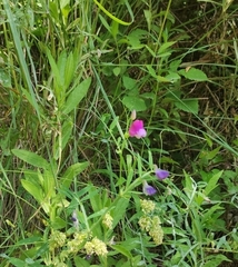 Lathyrus hirsutus