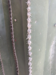 Cactaceae