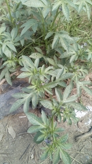 Solanum radicans