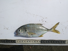 Caranx caninus