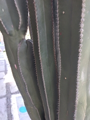 Cactaceae