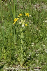 Tephroseris palustris