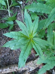 Chamaenerion angustifolium