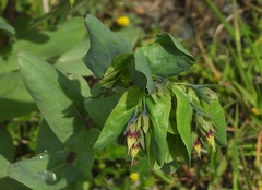 Cerinthe minor auriculata