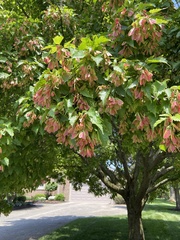 Acer