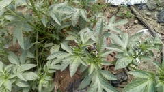 Solanum radicans