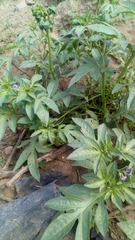 Solanum radicans