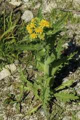 Tephroseris palustris