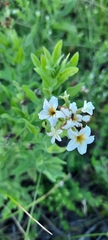 Tournefortia sibirica