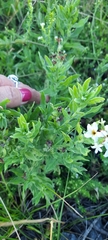 Tournefortia sibirica
