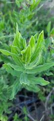 Tournefortia sibirica