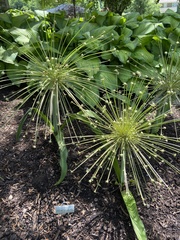 Allium schubertii