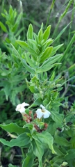 Tournefortia sibirica