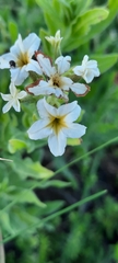 Tournefortia sibirica
