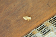 Tortricidia testacea