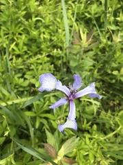 Iris prismatica