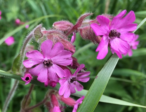 Red Campion Anther Smut
