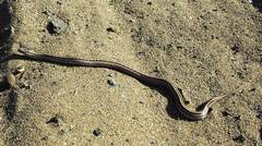 Philodryas chamissonis