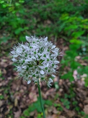 Allium decipiens quercetorum