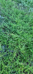 Galium
